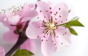 正桃花和烂桃花的区别