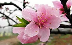 红艳什么意思（红艳的命理含义）