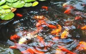 养锦鲤的风水讲究