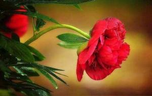 日主为火,生于春天夏天秋天冬天吉凶祸福