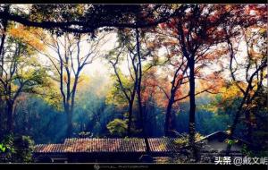 食神制杀是什么(食神制杀成立的条件