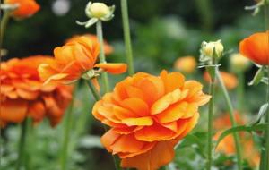 伤官的心性特点（伤官伤尽指的是什么