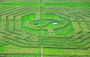 壬戌癸亥大海水命详解