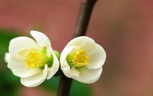 食神在十神中的作用与意义