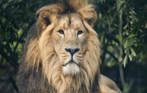 属猴狮子座性格特点解析