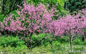 桃木辟邪是真的吗(方法及注意事项)