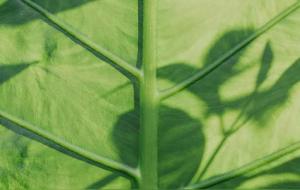 摩羯座格局大境界高