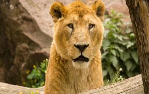 狮子座男、女性格分析