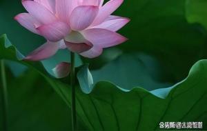 天选之人是什么样的人