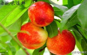 为什么桃木辟邪