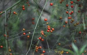 狮子座试探你的表现