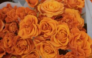 巨蟹座的软肋是什么