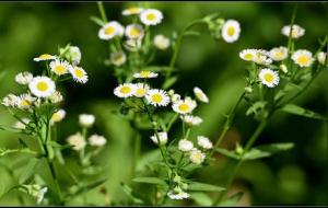 八字中偏印的意思详解