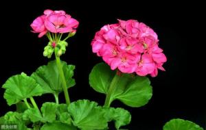 八字断事口诀应用