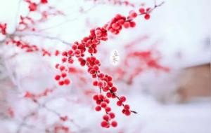 宁要重阳十三雨