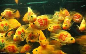 鱼缸形状与五行的关系