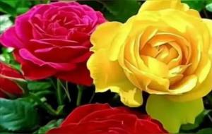 脾气决定命运，脾气与命运的关系