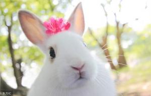 属兔子的五行属