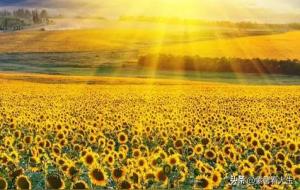 调候用神火的作用