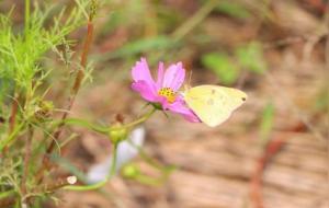 艰难险阻打一生肖