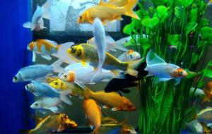 养鱼催财法(养鱼催财的注意事项)