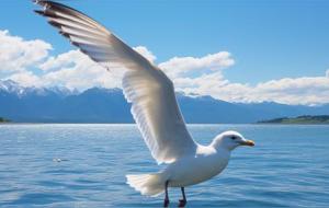 变动星座有哪几个