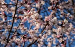 桃花星的7个重要特点