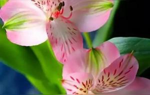 鲜花屋中放,花旺人不旺?