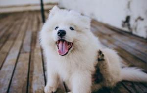 狗:都会被叫招财、旺财