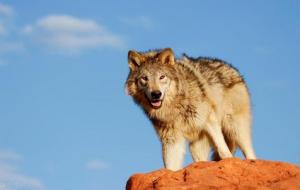 贪狼适合什么职业