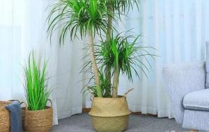 龙须树:招财进宝的象征